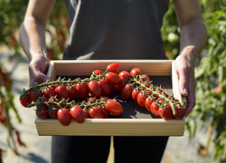 tomates