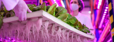 vertical_farming